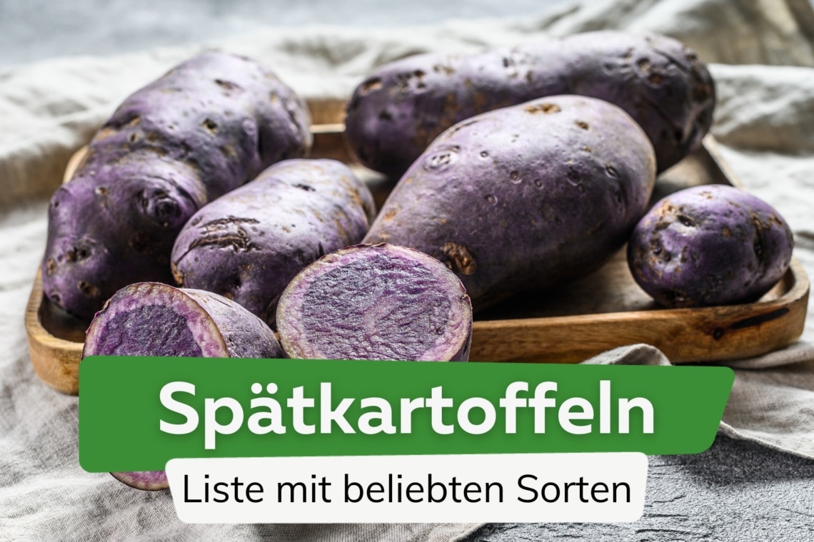 Spätkartoffeln Liste mit Sorten