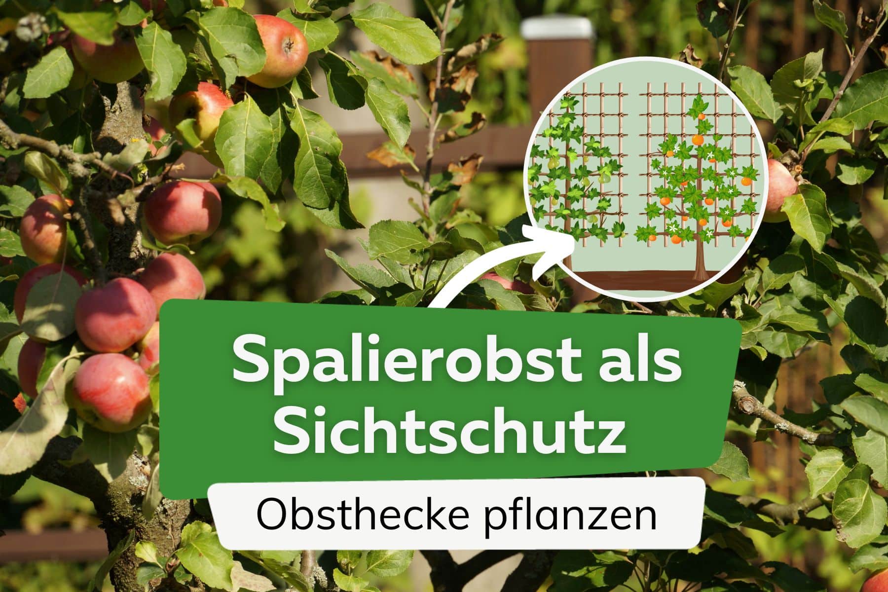 Spalierobst als Sichtschutz: Obsthecke pflanzen