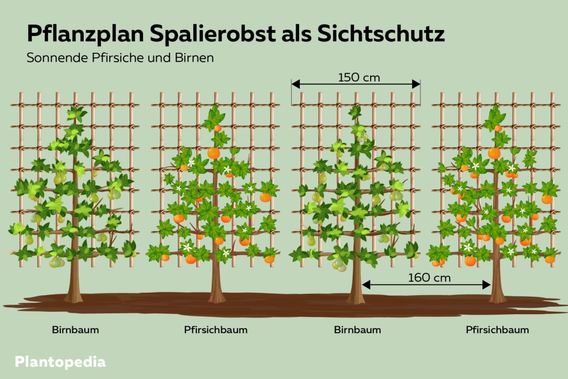 Spalierobsthecke zum Sichtschutz mit Birnen und Pfirsichen grafisch dargestellt