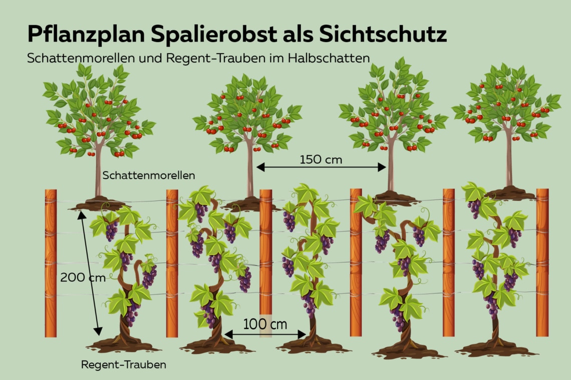 Spalierobsthecke zum Sichtschutz mit Schattenmorellen und Trauben versetzt grafisch dargestellt