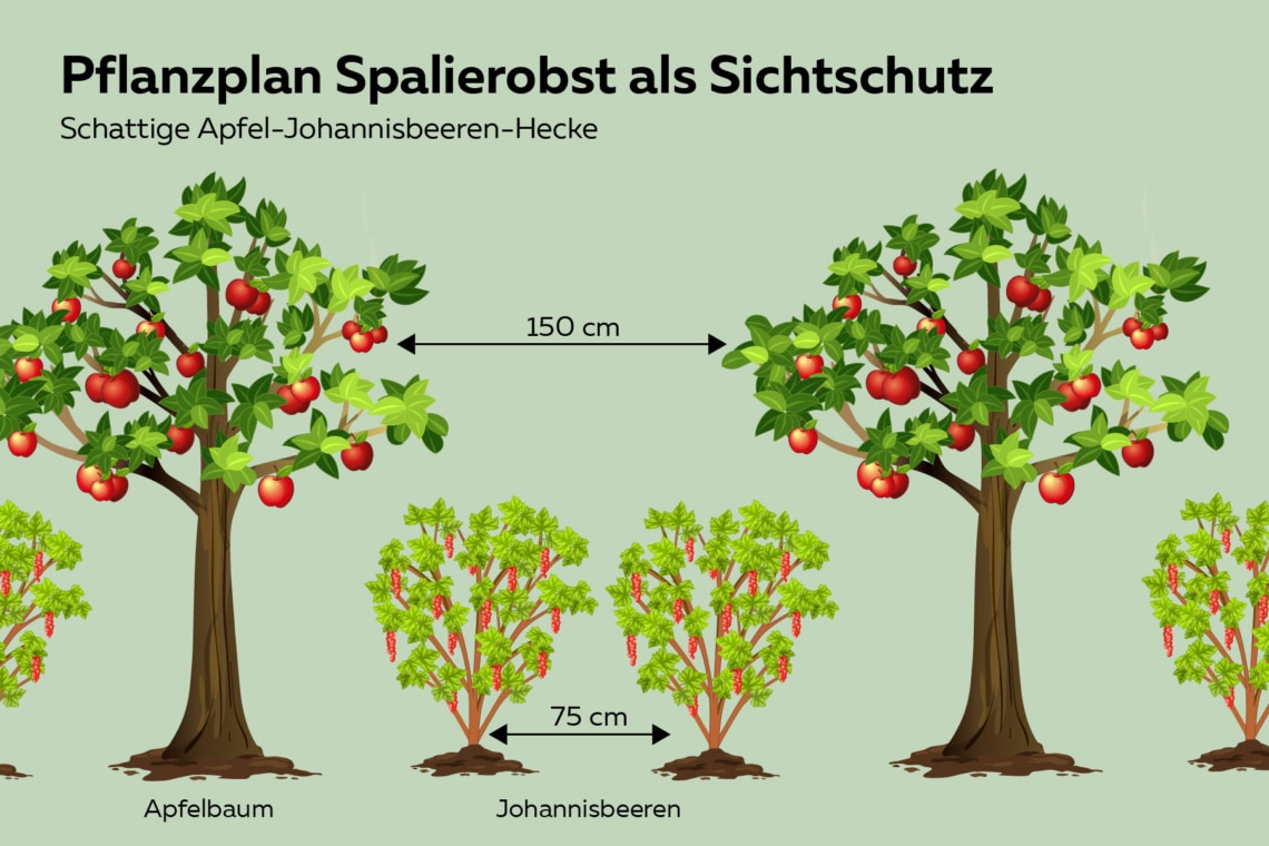 Spalierobsthecke zum Sichtschutz mit Äpfeln und Johannisbeersträuchern  grafisch dargestellt