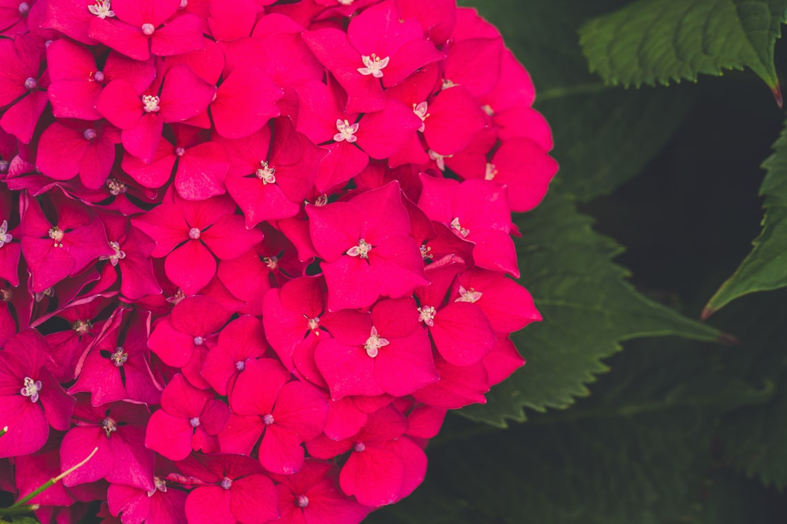 Ball-Hortensie 'Hot Red Violet' 
(Hydrangea macrophylla)