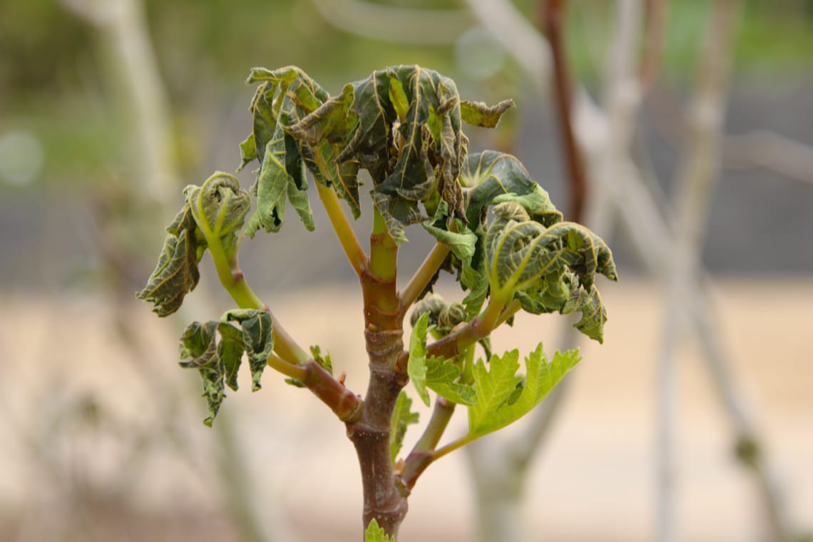 Feigenbaum (Ficus carica)