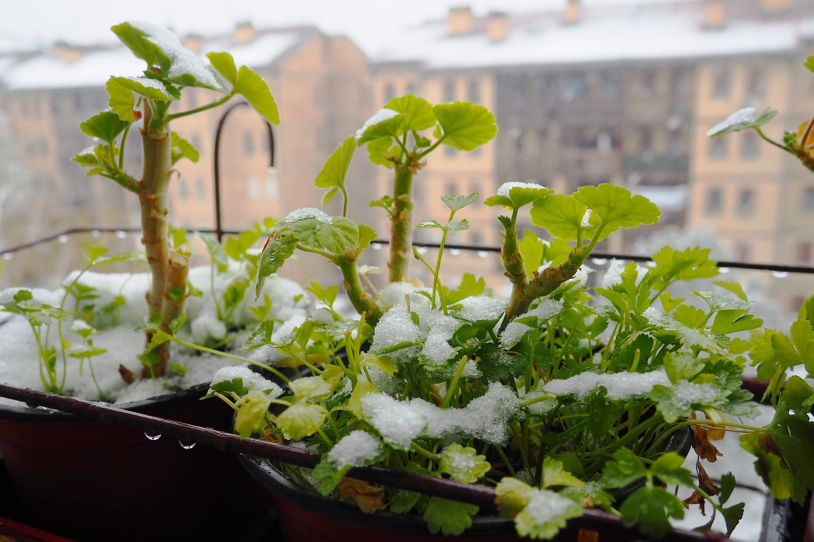 Geranie (Pelargonie) nach Schneefall