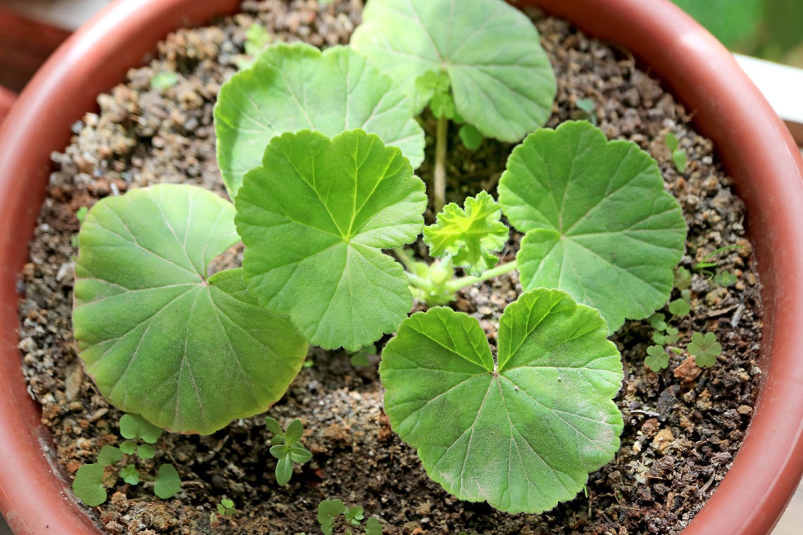 Geranien (Pelargonium)