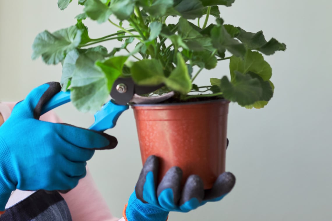 Geranien (Pelargonium) schneiden