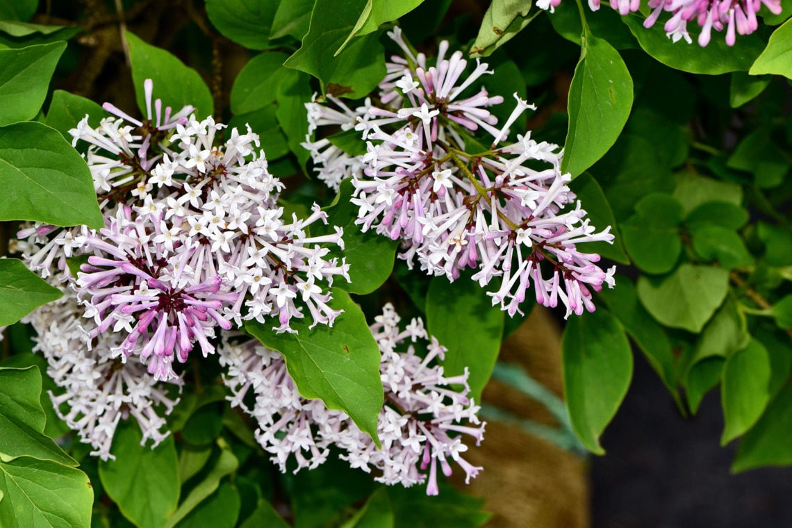 Herbst-Flieder (Syringa microphylla)