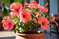 Hibiskus düngen Wann, womit und wie oft?