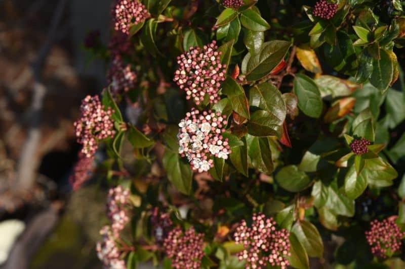 Lorbeer-Schneeball (Viburnum tinus)