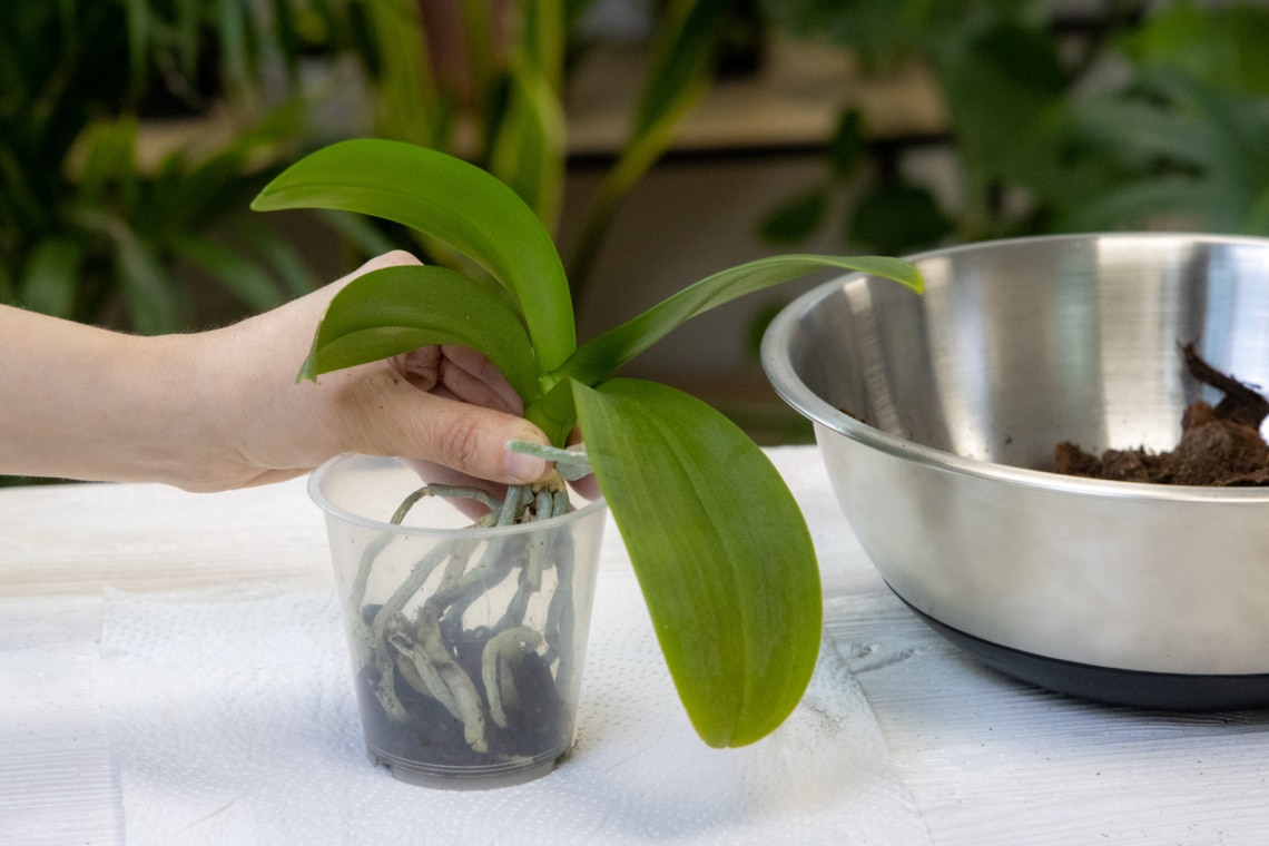 Orchidee umtopfen in neuen Kulturtopf