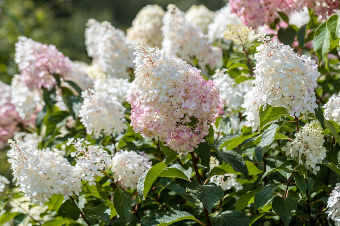 Rispenhortensien (Hydrangea paniculata)