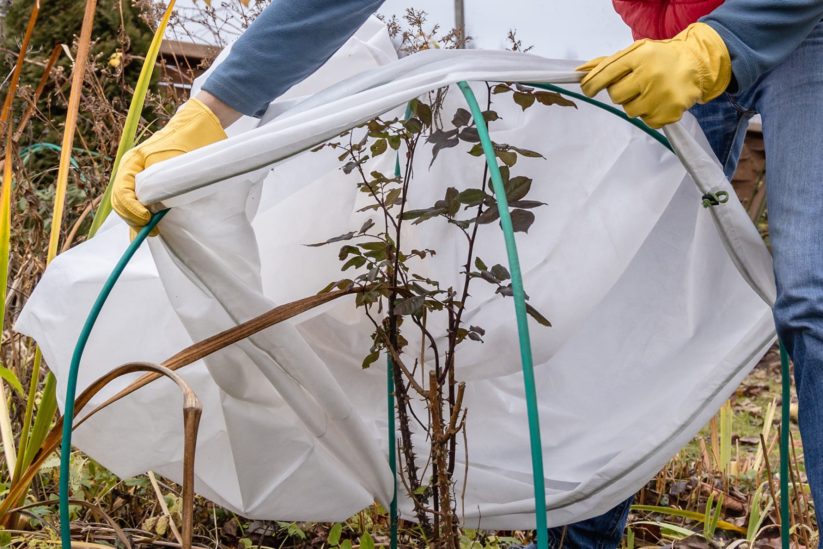 Rosen im Topf/Kübel überwintern Schutz vor Kälte