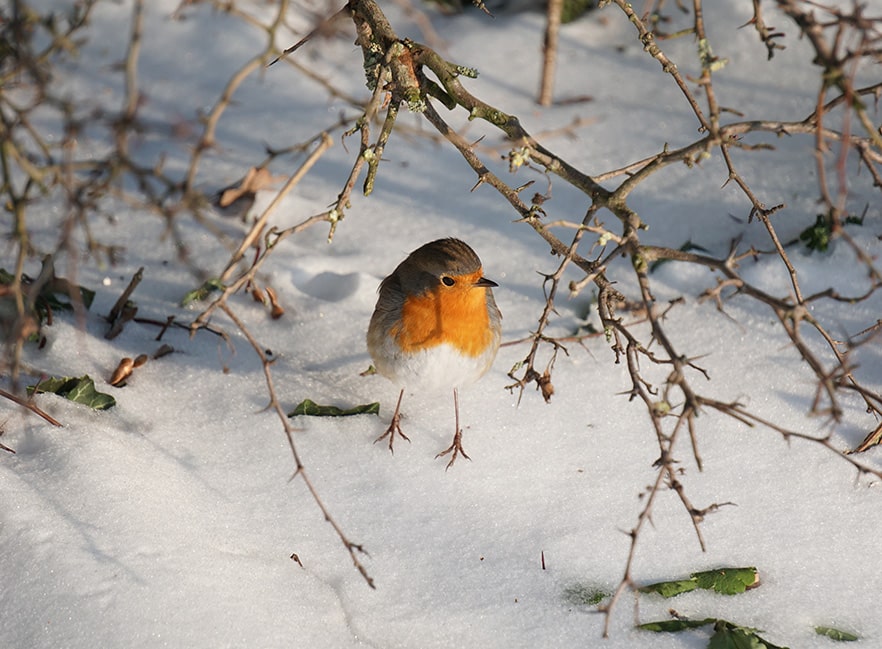 Rotkehlchen im Schnee