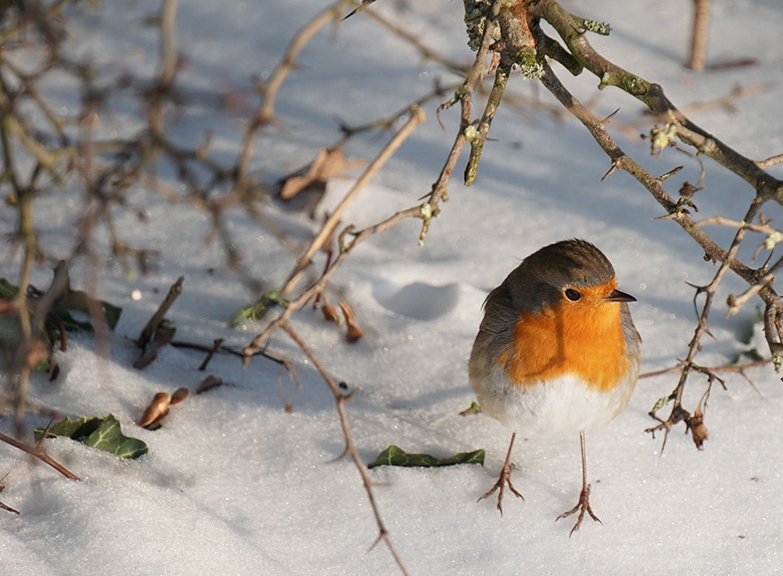 Rotkehlchen im Schnee