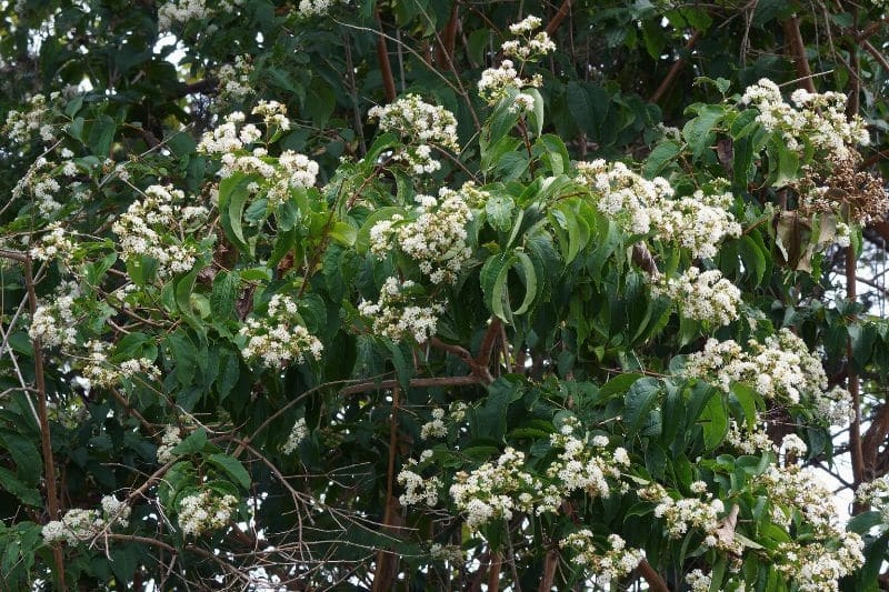 Sieben-Söhne-des-Himmels-Strauch (Heptacodium miconioides)