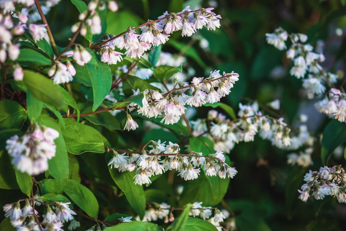 Sternchenstrauch (Deutzia scabra)