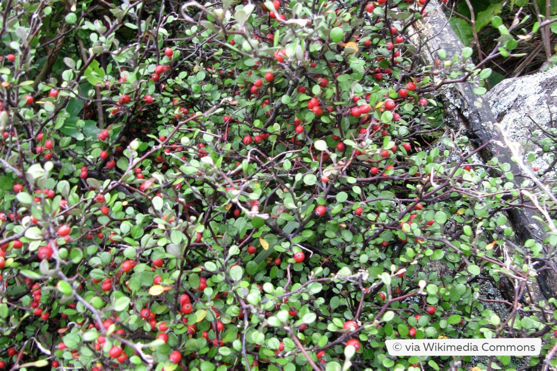 Rote Beeren am Zickzackstrauch (Corokia cotoneaster)