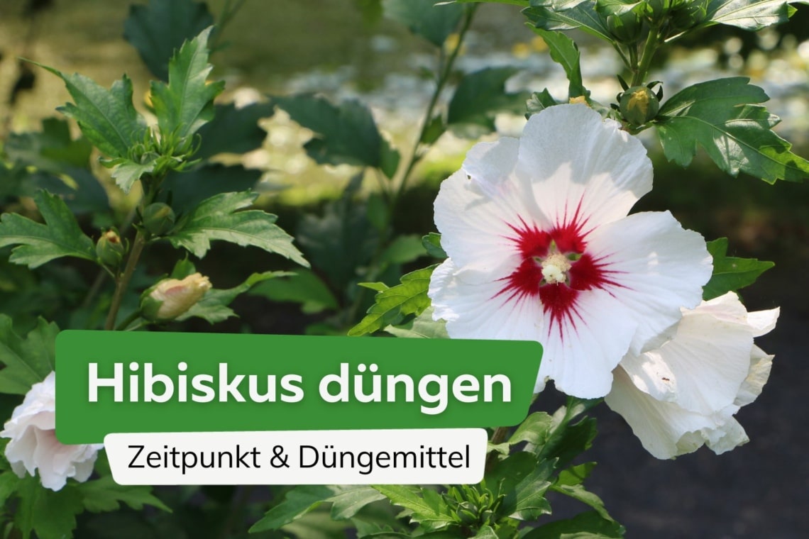 Hibiskus düngen Titel