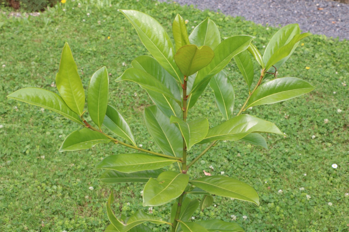 Immergrüne Magnolie (Magnolia grandiflora)