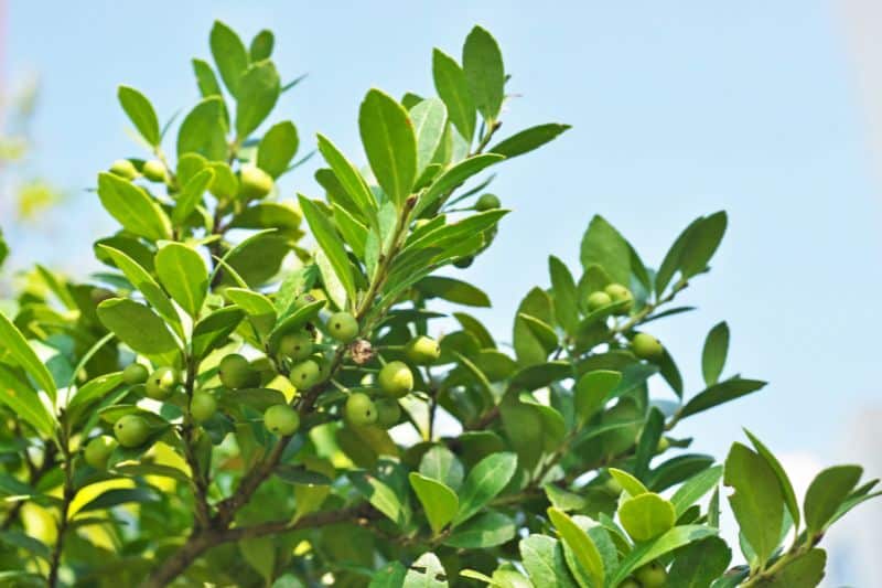 Japanische Stechpalme (Ilex crenata)