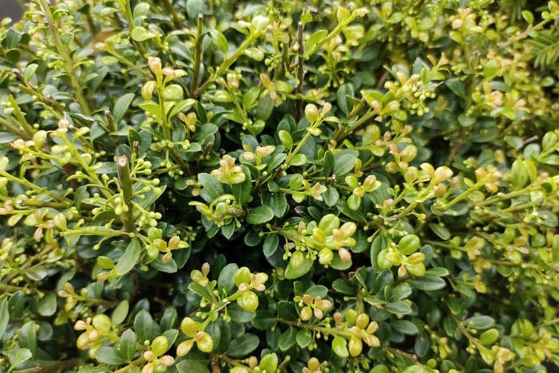 Japanische Stechpalme (Ilex crenata) 'Glory Gem'