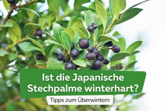 Japanische Stechpalme winterhart Titel