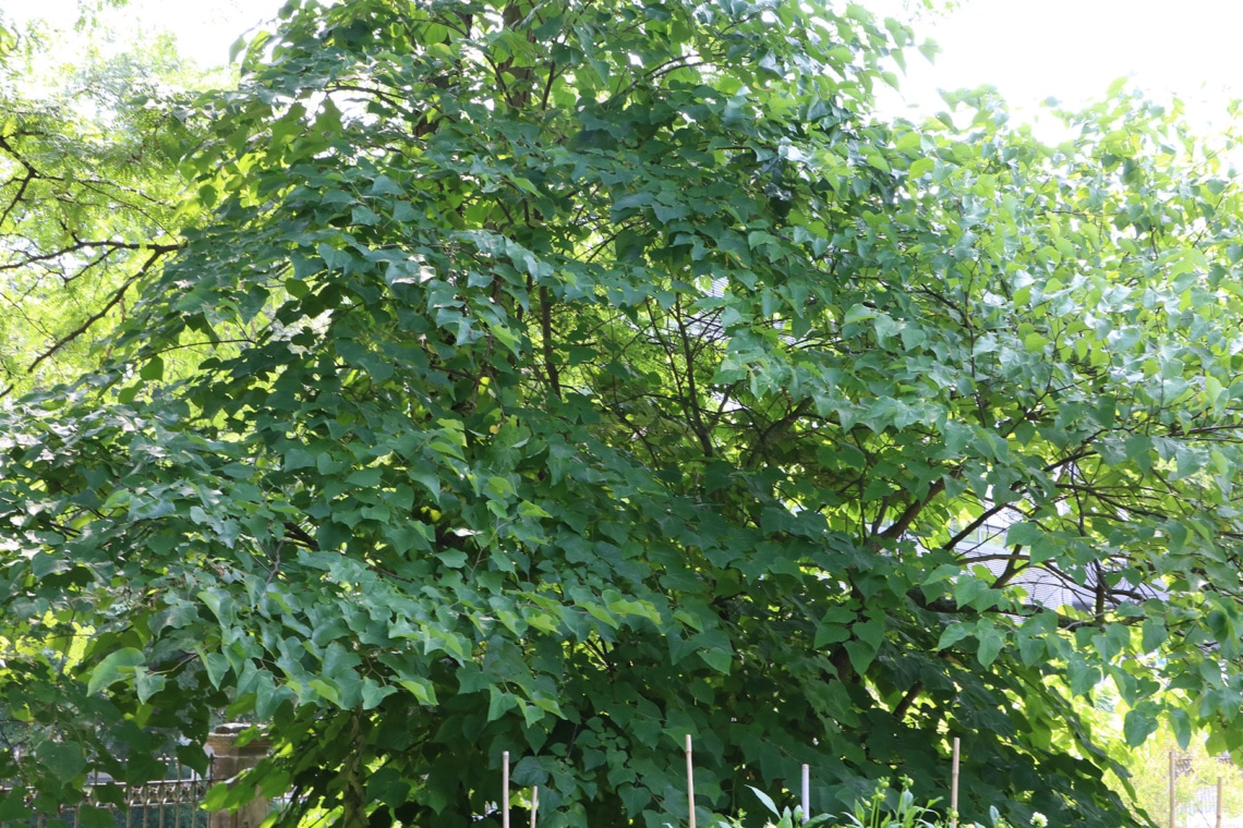 kanadische Judasbaume - Cercis canadensis