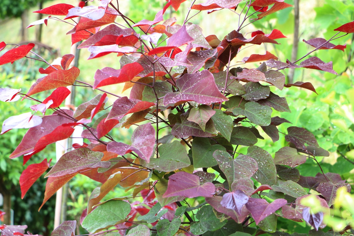 Kanadische Judasbaum (Cercis canadensis) -	'Forest Pansy'