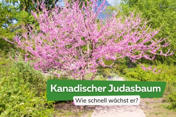 Kanadischer Judasbaum (Cercis canadensis) Wachstum