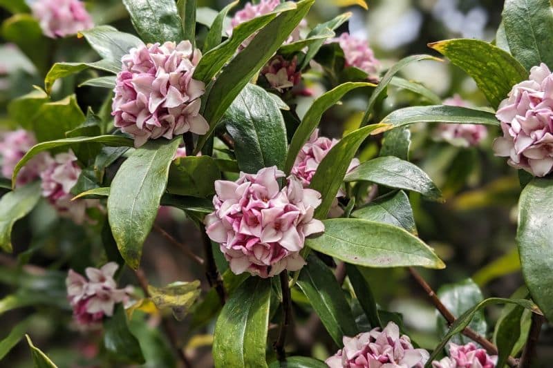 Mittelmeer-Seidelbast (Daphne odora)