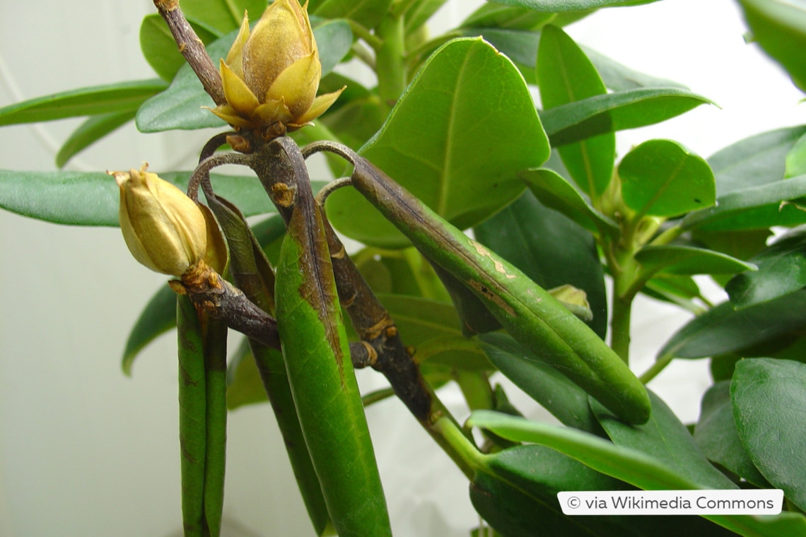 Phytophthora-Welke beim Rhododendron