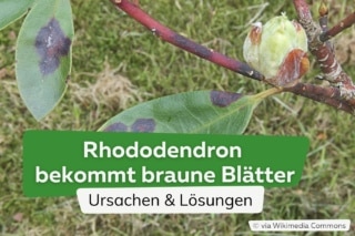 Rhododendron bekommt braune Bltter | Ursachen & Lsungen