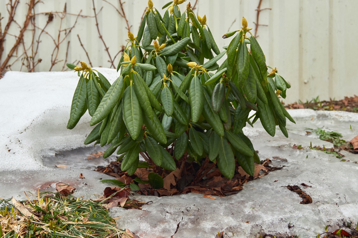 Rhododendron im Winter mit Schnee