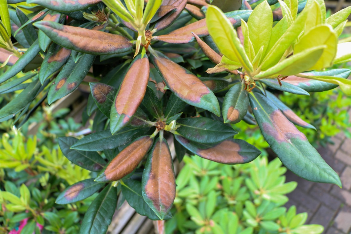 Sonnenbrand in Form von braunen Blattstellen am Rhododendron