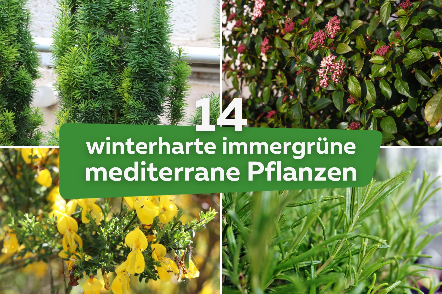 Winterharte immergrüne mediterrane Pflanzen Titel