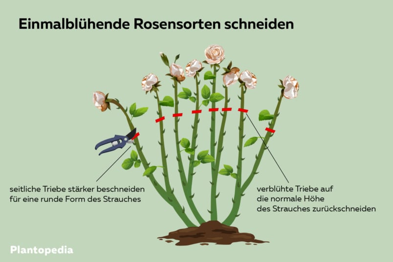 Einmalblühende Rosen schneiden Grafik