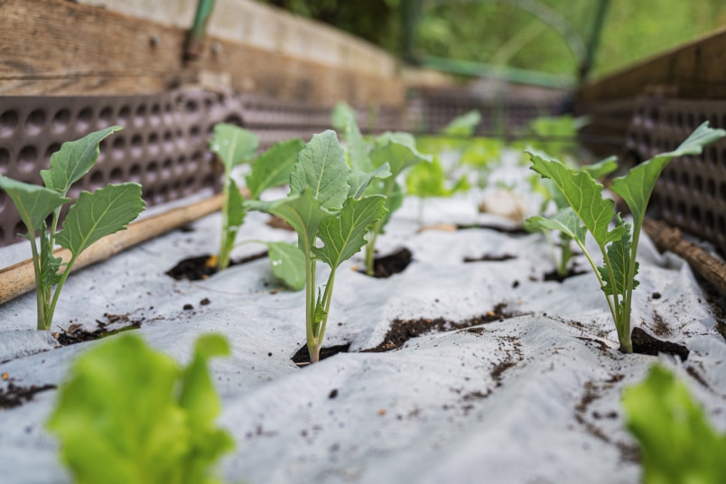 Kohlrabi (Brassica oleracea var. gongylodes) Hochbeet