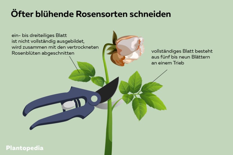 öfters blühende Rosen schneiden