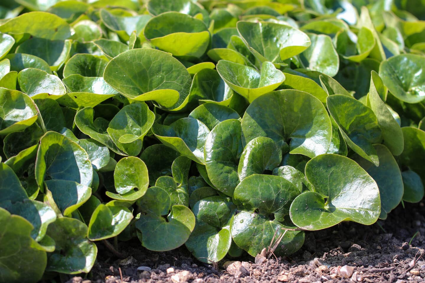 Begehbarer Rasenersatz 15 trittfeste immergrüne Bodendecker Hortica.de