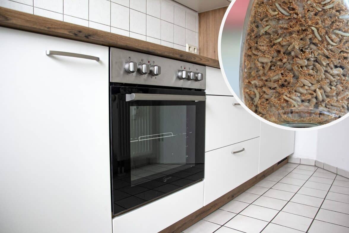 Maden an der Decke der Küche wichtige SofortMaßnahmen Hortica.de
