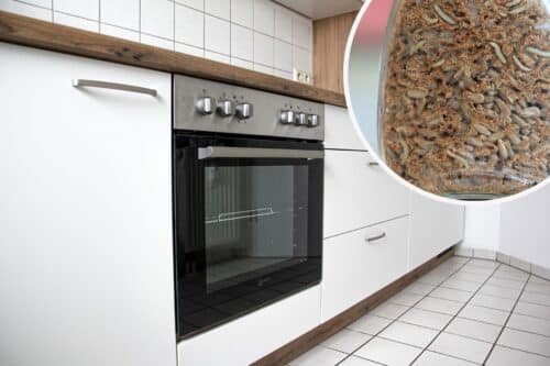 Maden an der Decke der Küche: wichtige Sofort-Maßnahmen - Hortica.de