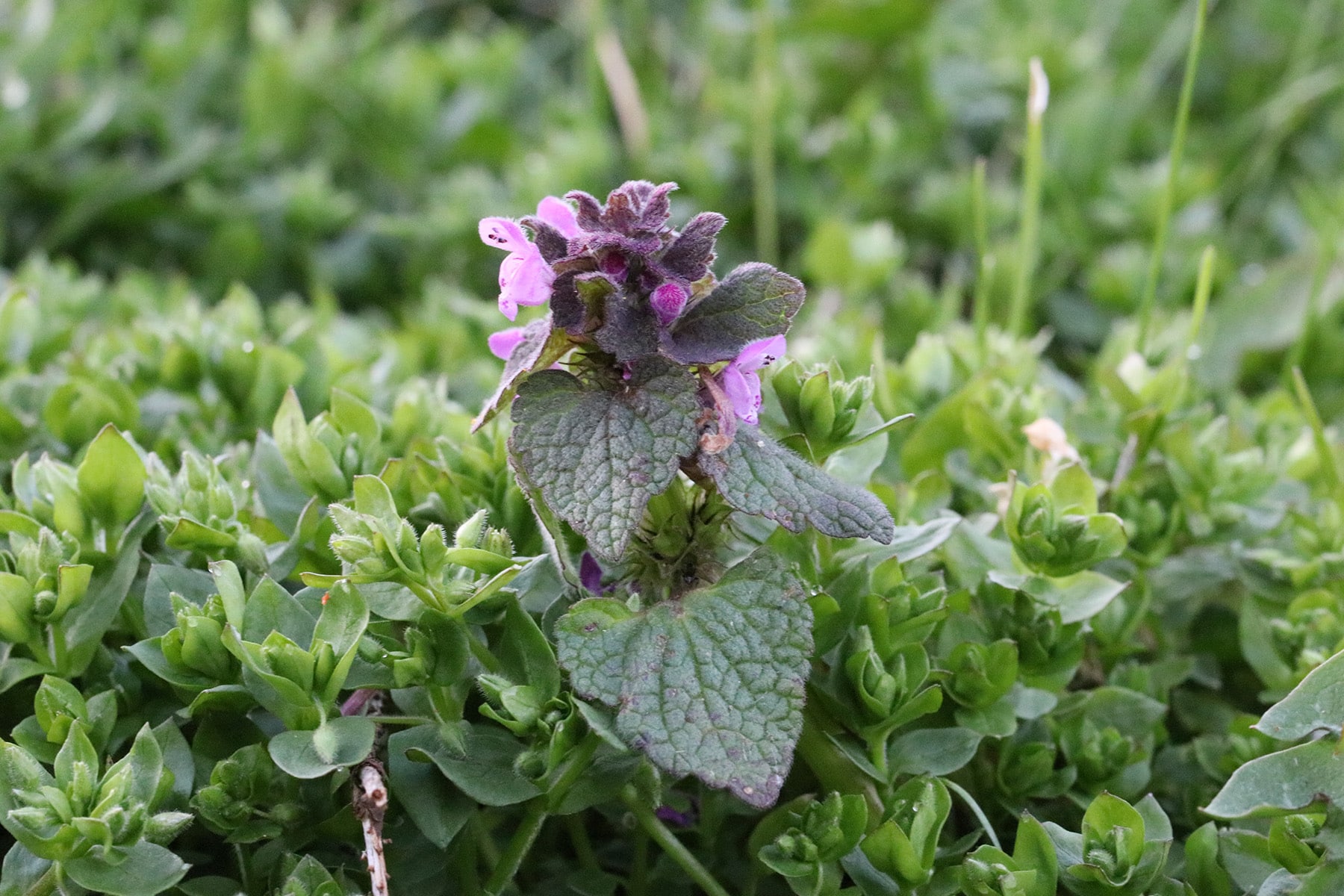 Begehbarer Rasenersatz 15 trittfeste immergrüne Bodendecker Hortica.de