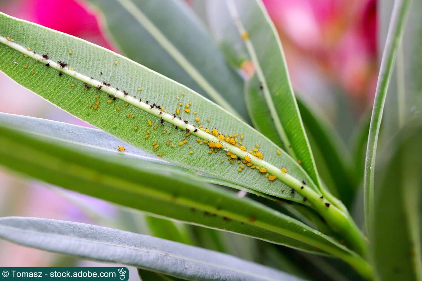 Gelbe Läuse am Oleander wichtige SofortMaßnahmen Hortica.de