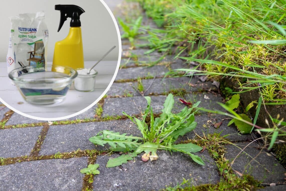 Wd40 Gegen Unkraut