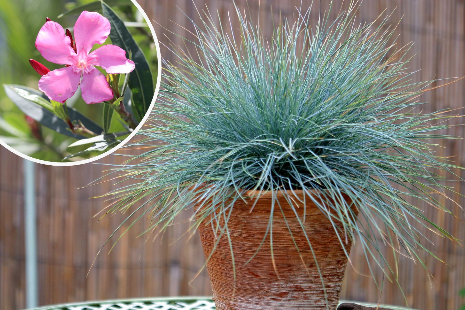 Garten & Pflanzen made simple Hortica.de