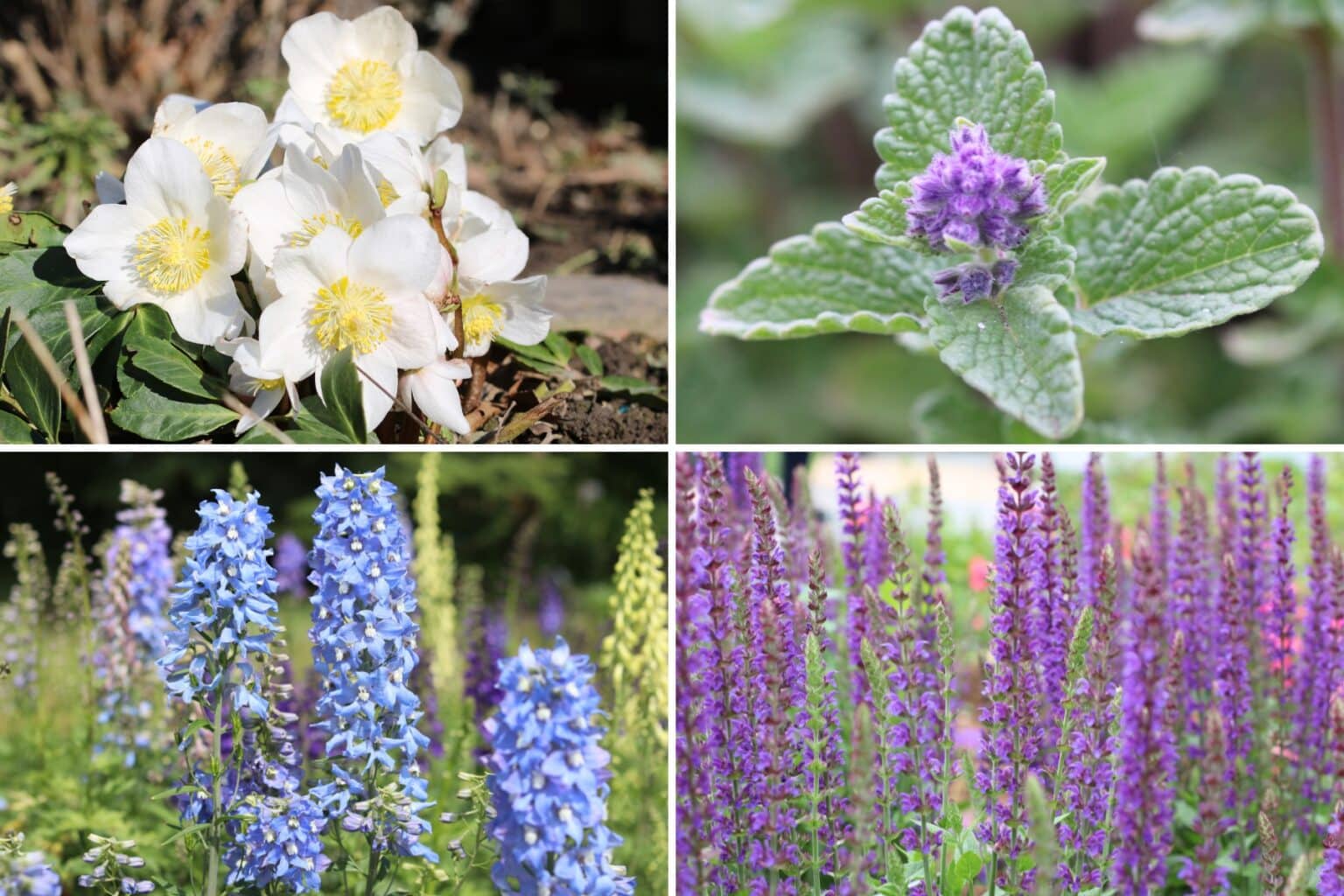 Ganzjährig blühende winterharte Pflanzen für den Garten Hortica.de