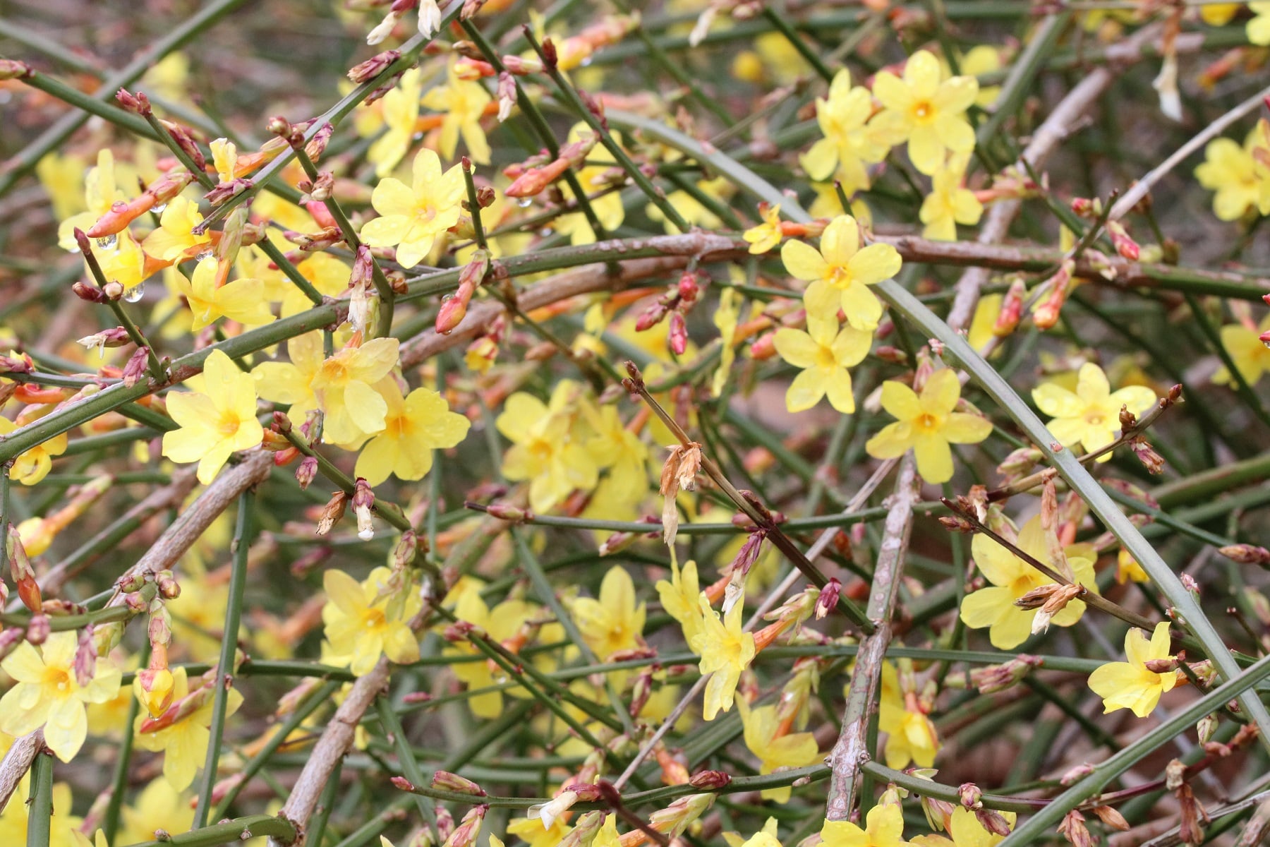 47+ Jasmin Winterharte Pflanzen, Der echte jasmin ist grundsätzlich