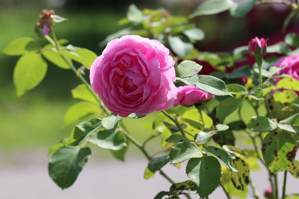 Gelbe Blätter bei Rosen das sind wichtige Maßnahmen Hortica.de