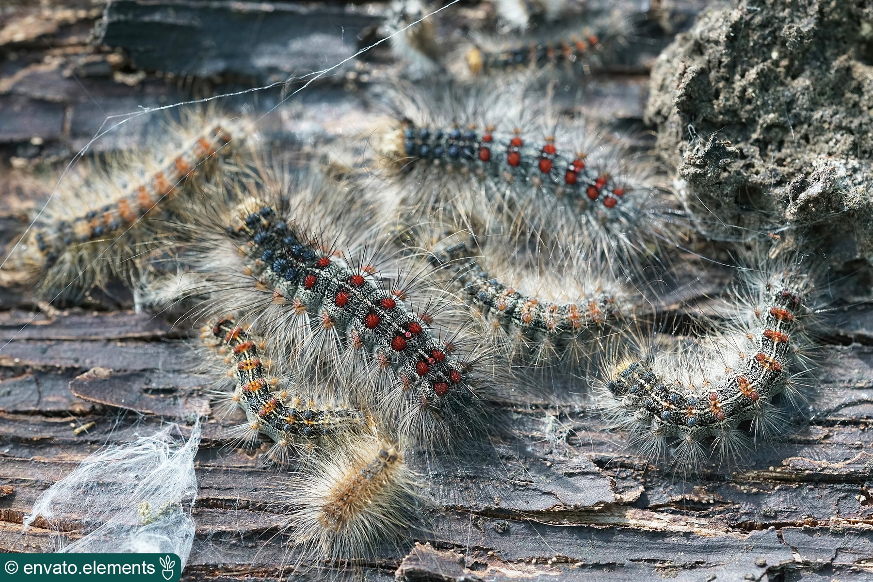 Raupe mit Haaren entdeckt: welche Art ist es? - Hortica.de