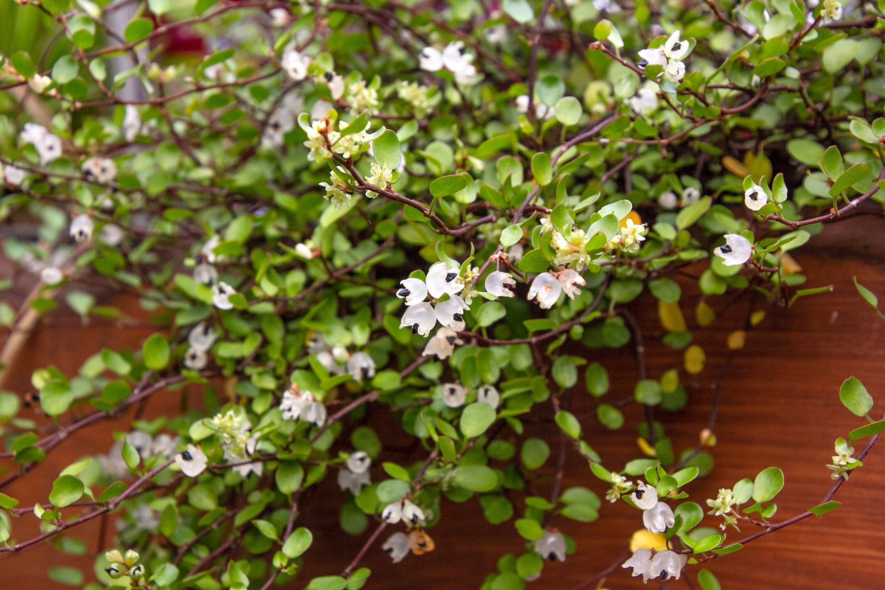 20 winterharte Hängepflanzen Hortica.de